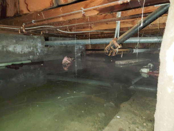 Best Water damage cleanup near me  in Fruitdale, CA